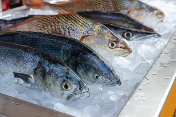 fish-frozen Fish - Frozen
